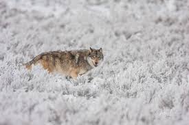 Successful wolf packs survive by keeping order, but a black wolf is about to challenge the definition of this normal behaviour. Wolf Photos Jess Lee