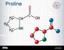 Proline (L- proline, Pro , P) proteinogenic amino acid molecule. Sheet of  paper in a cage. Structural chemical formula and molecule model. Vector  illu Stock Vector Image & Art - Alamy