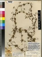 Image result for Ipomoea tenuipes