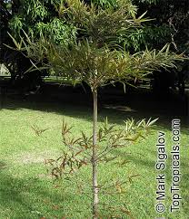 Image result for Terminalia boivinii