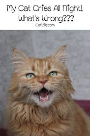 My Cat Cries All Night What Is Wrong Catvills Cat Crying Cat Care Cat Behavior