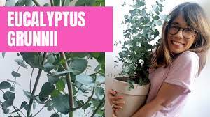 Understory plants also have to survive low light, dry soil and constant leaf litter, as gum trees, also called eucalyptus trees, hardy in u.s. Eucalyptus Plant Care Eucalyptus Gunnii Azura Youtube