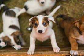 In order to improve our community experience, we are temporarily suspending article commenting. What To Do If You Find A Stray Animal Friends Of Jacksonville Animals