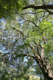 Image result for Cunonia