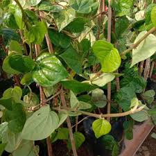 Tanpa disadari, cacing pita bisa masuk ke dalam tubuh lewat makanan yang mentah atau tidak dimasak dengan benar. Buy Anak Pokok Sireh Asli Seetracker Malaysia