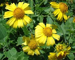 Image result for Verbesina encelioides