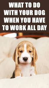 8 Tips For Leaving Your Dog Alone While You Re At Work Dogs Dog Sitting Dog Care