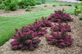 Weigela spilled wine is a trouble free shrub with season spanning purple foliage, while more compact than the popular weigela spilled wine®. Spilled Wine Weigela Florida Proven Winners
