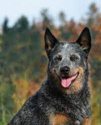 Is An Australian Cattle Dog A Good Family Dog Cattle Dog World
