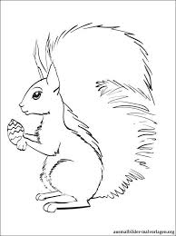 Ausmalbilder Von Eichhornchen Zum Ausdrucken Ausmalbilder Kostenlos Und Gratis Malvorlagen Ausmalbilder Ausmalen Malvorlagen