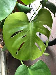 Philodendron Monstera Split Leaf Plant Monstera Deliciosa Etsy Philodendron Monstera Plants Philodendron