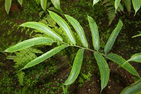 Image result for Marattiaceae