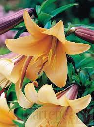 Pin On Lilies