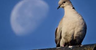 ▲ ο άγιος κοσμάς ο αιτωλός. Germania Peristeri Glitwse Odhgo Poy Parabiase To Orio Taxythtas Epeidh Emfanisthke Sthn Kamera Elegxoy Kontranews Gr