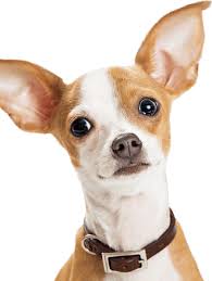 And instantly the water becomes pure and rich in body benefiting minerals. Home Paws Pet Food Accessories