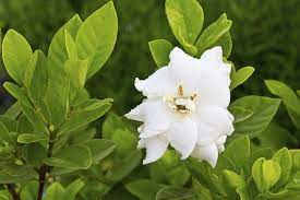 What Kind Of Food Do Gardenia Plants Need Hunker Gardenia Plant Gardenia Care Plant Needs