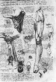 Leonardo Da Vinci On Twitter In 2020 Leonardo Da Vinci Anatomy Drawing Renaissance Art