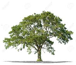 This is why we're drilling down into some of reasons (both simple and complex) of why web designers often gravitate towards a white backdrop. Beautiful Green Tree Isolated On A White Background In High Resolution Stock Photo Picture And Royalty Free Image Image 16966425