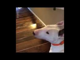 English Bull Terrier Dog Jumps Down Stairs Youtube In 2020 Dog Stairs Bull Terrier Funny Jumping Dog
