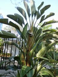 Image result for Strelitziaceae