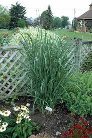 Northwind Switch Grass Panicum Virgatum 39 Northwind 39 At Stein 39 S Garden Amp Home Ornamental Grasses Plants Grass
