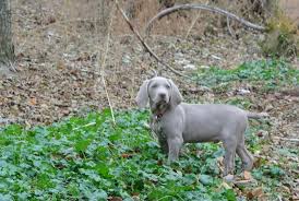 feeding the weimar owyheestar weimaraners news