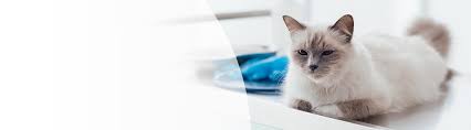 bệnh Panleukopenia ở mèo