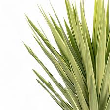 Image result for Yucca gigantea