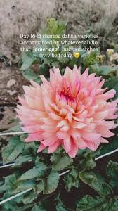 Bubbling Over is exactly what her name promises. , Big blooms, lots going  on, zero apologies. She opens up huge and wears every color she feels like  that day — peach, coral, apricot, soft pink — ...