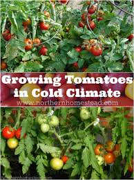 Knowing what to grow, when to plant the seeds, along with a few tricks, will help ensure your spring vegetables and crops thrive. Tomato Planting Season Northern Virginia Cromalinsupport