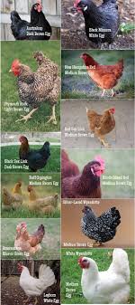 Chicken Breed Chart Pinned Just For My Son Who Loves