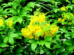 Sparklette™ esperanza will grow to be about 3 feet tall at maturity, with a spread of 3 feet. Esperanza Yellow Bells Austintexas Gov