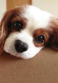 Cavalier King Charles Spaniel Cavalier King Charles Dog King Charles Cavalier Spaniel Puppy King Charles Dog