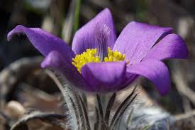 Doga Cicek Bitki Cicek Mor Tacyapragi Crocus Flower Bokeh Wallpaper Flower Close Up