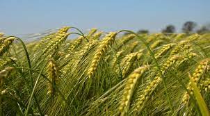 Usually, the flour is slightly golden and feels a little hard to bite, which means that it is devoid of any. Wheat Cultivation Agristudent Com Agristudent Com