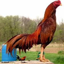 Ayam Jago Bangkok Ayam Bangkok Ayam Jantan