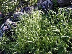 Image result for Panicum madipirense