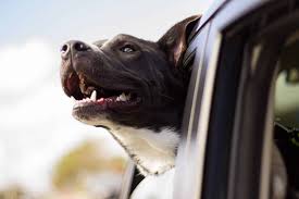 Heading to charleston with your pets soon? Is Charleston Sc A Dog Friendly City Coastal Carolina Guide