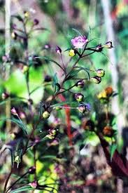Image result for Geigeria filifolia
