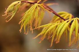 Check spelling or type a new query. Acer Palmatum Shigure Bato Acer Palmatum Japanese Maple Laceleaf Japanese Maple