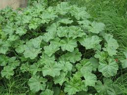 Kerria japonica in the rose family (rosaceae), cultivated as an ornamental. Benefits Of The Common Mallow