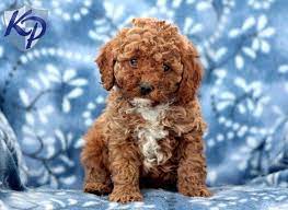 Puppy Finder Find Buy A Dog Today By Using Our Petfinder Boxer Mix Puppies Puppy Finder Puppies