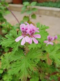 Image result for Pelargonium graveolens