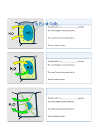 The force of this increases the turgor pressure within the cell making it firm or turgid. Osmosis In Cells Turgid Flaccid And Plasmolysed Teaching Resources