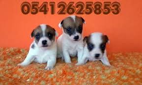 Satilik Kisa Bacak Jack Russell