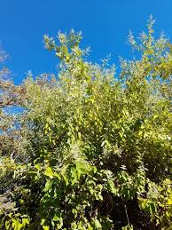 Image result for Buddleja dysophylla