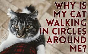 Why Is My Cat Walking In Circles Around Me Catwiki