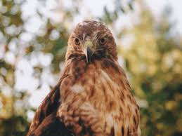 He also learned about eastern kingbirds. Red Tailed Hawk Symbolism Spirit Animals Wild Gratitude
