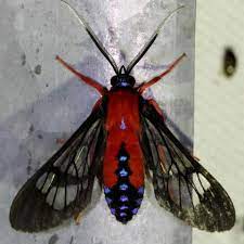 Check spelling or type a new query. Scarlet Bodied Wasp Moth Cosmosoma Myrodora Dyar 1907 Butterflies And Moths Of North America