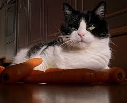 Can cats eat bell peppers? Safe Vegetables For Cats Land Of Cats